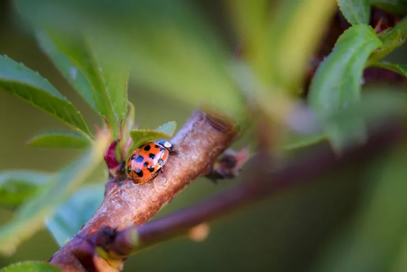 Beneficial Insects Presence