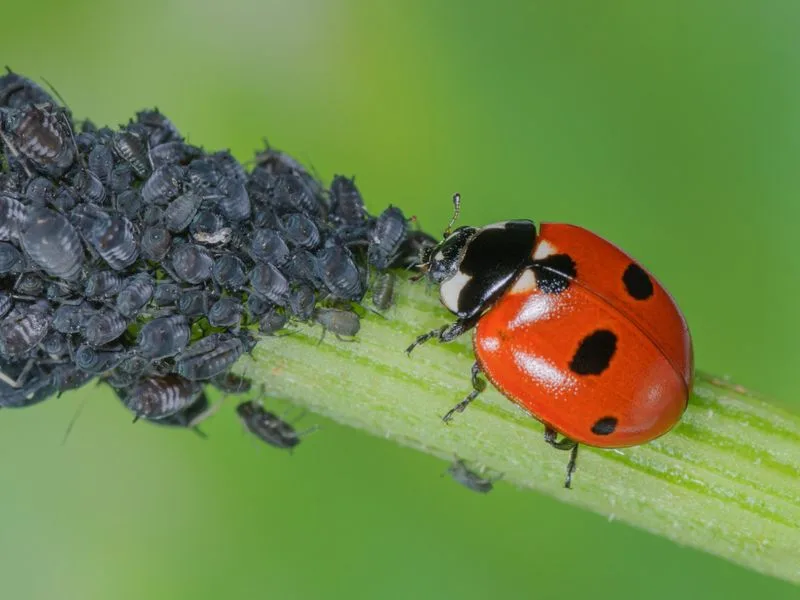 Natural Pest Control