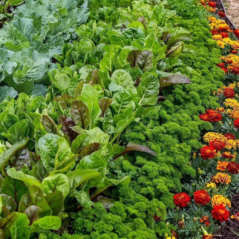 Companion Planting