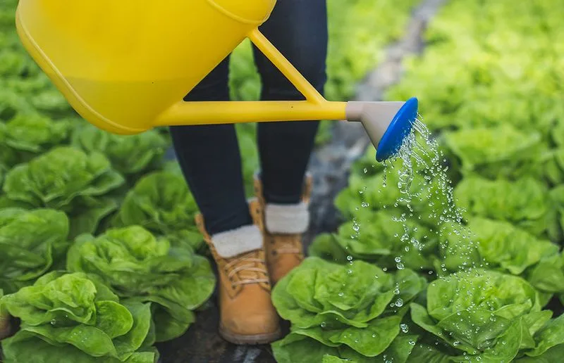 Watering Routine