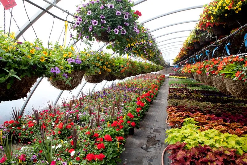 Select Summer Plants