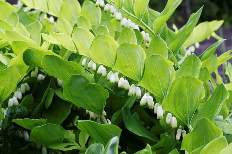 Solomon's Seal