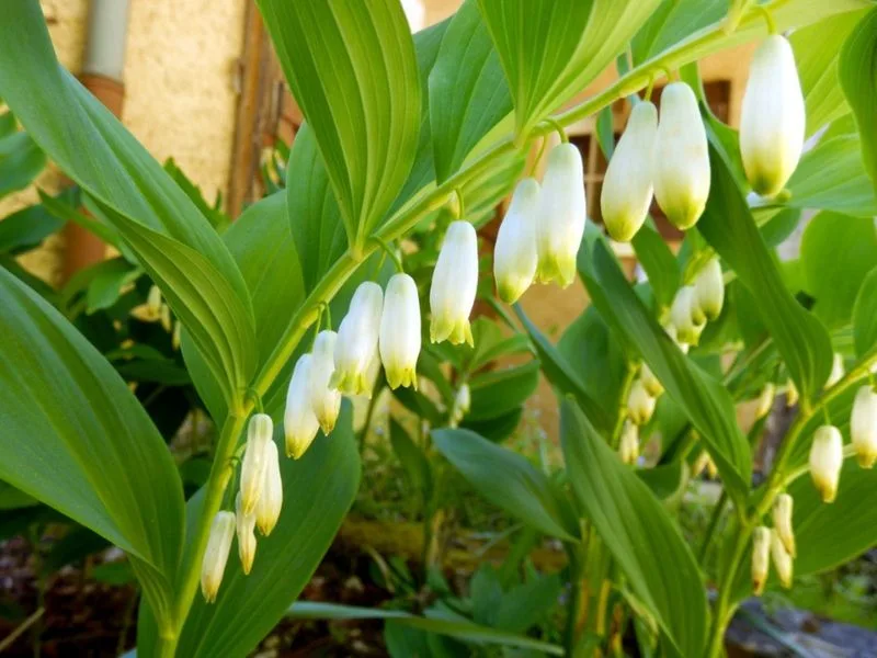 Solomon’s Seal