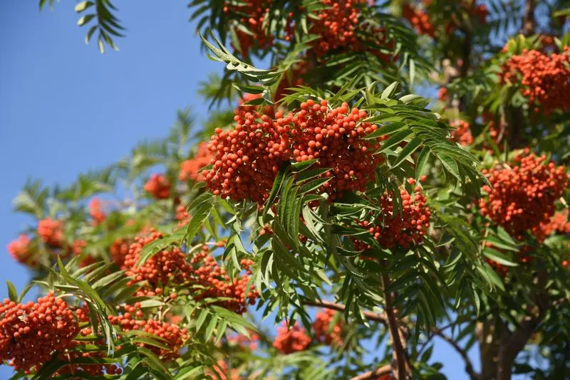 Sorbus (Rowan)