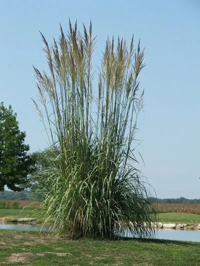 Erianthus ravennae (Ravenna Grass)