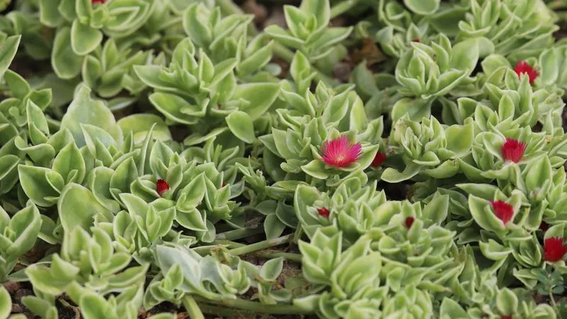 Ice Plant