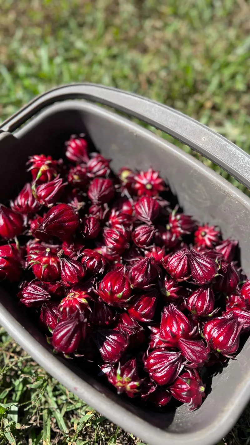 Sorrel