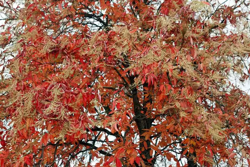 Sourwood