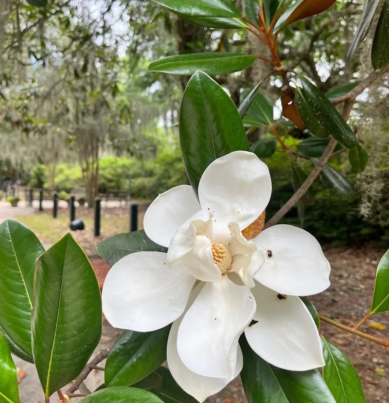 Southern Magnolia