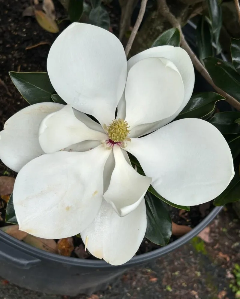Southern Magnolia