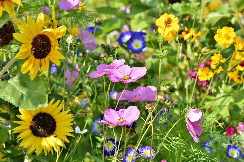 Sow the Seeds