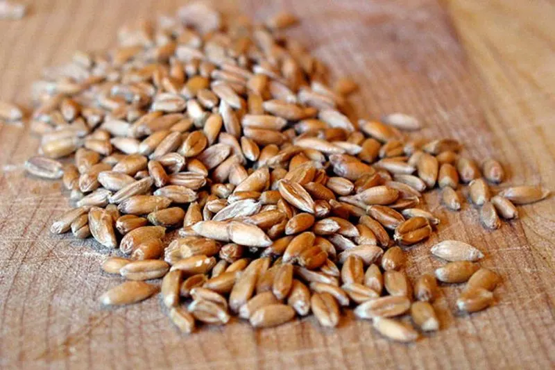 Spelt