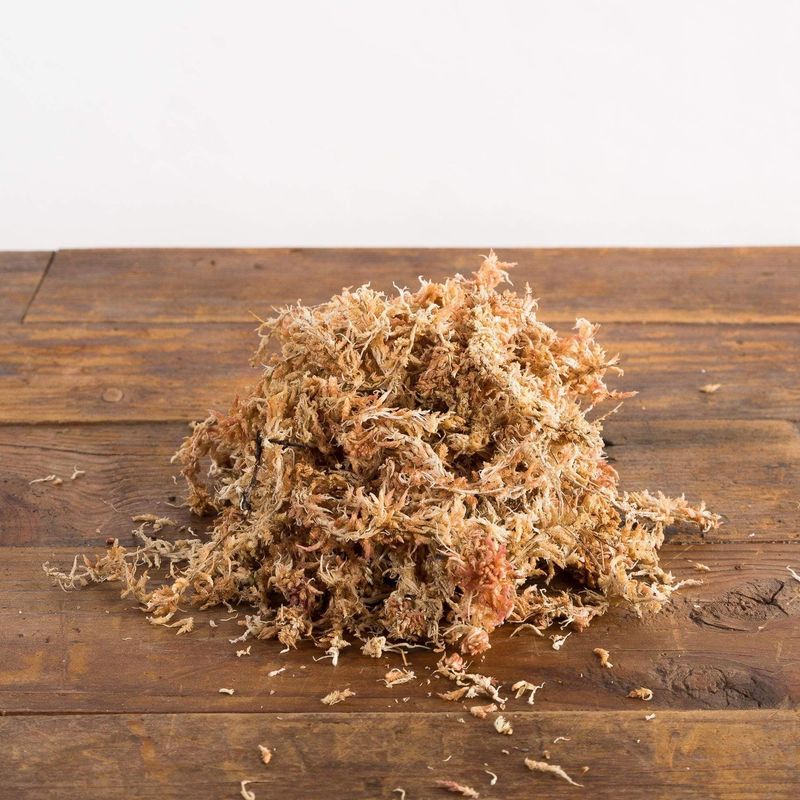 Sphagnum Moss