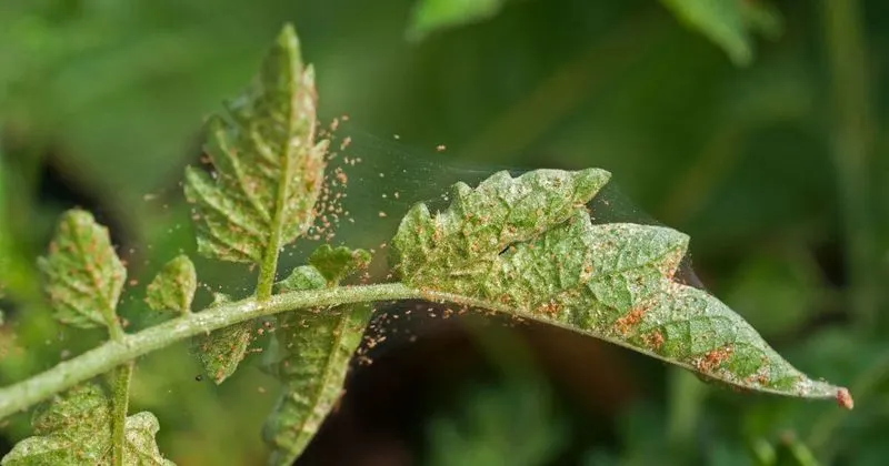 Spider Mites
