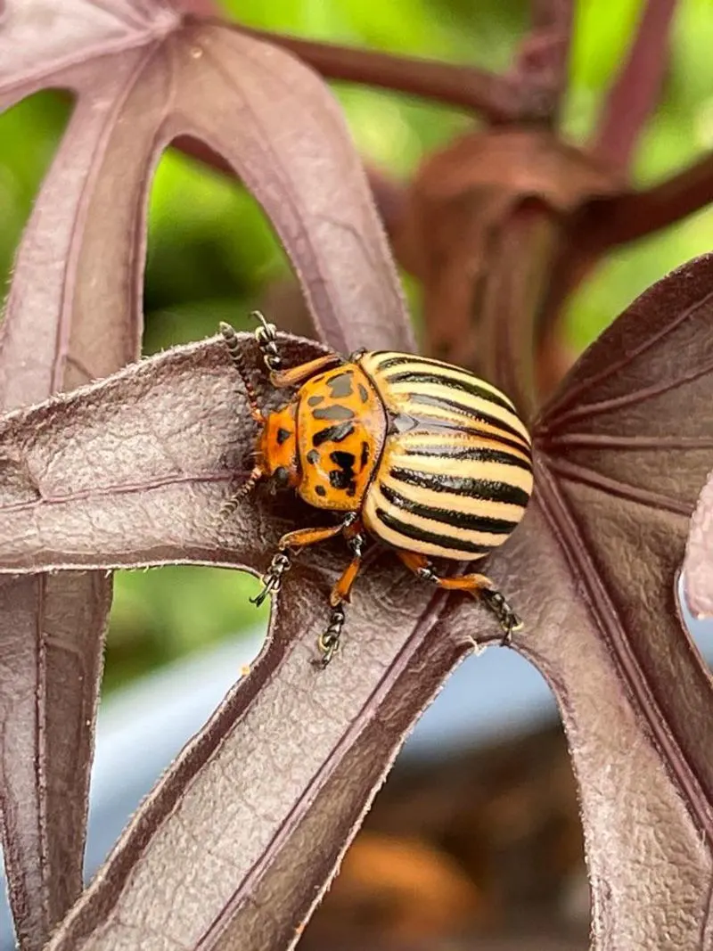 Colorado Potato Beetle