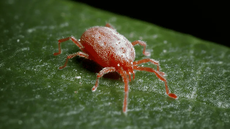 Spider Mites