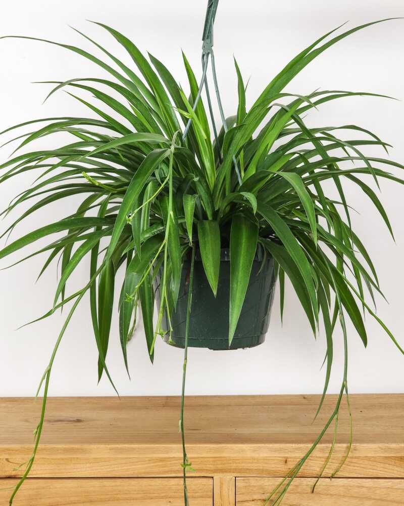Spider Plant