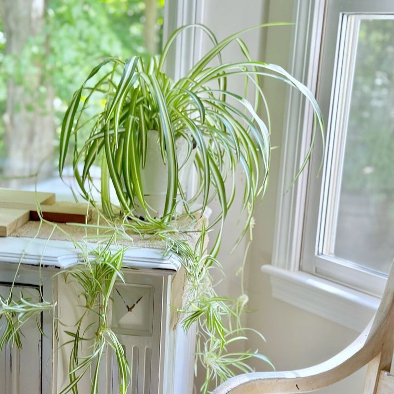Spider Plant