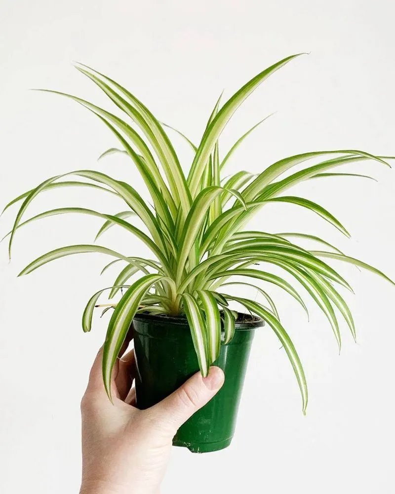 Spider Plant