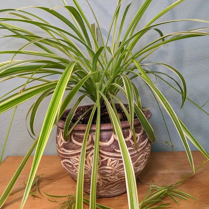 Spider Plant (Chlorophytum comosum)