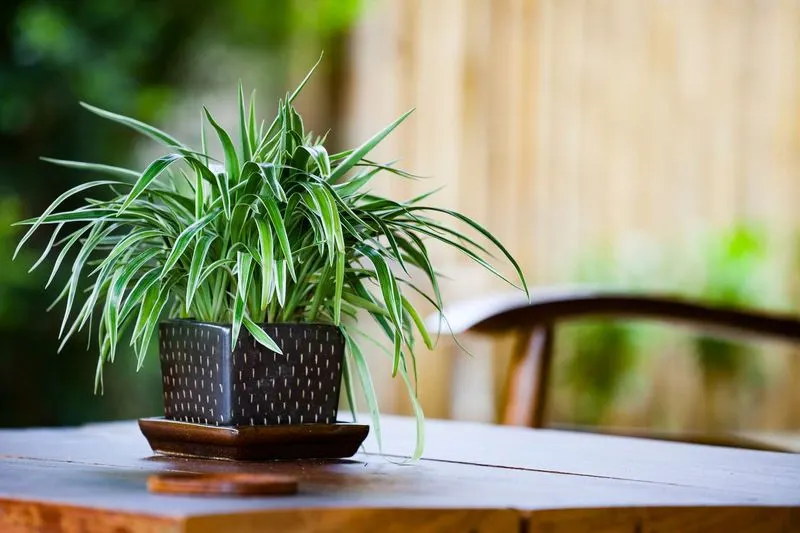 Spider Plant for Air Purity