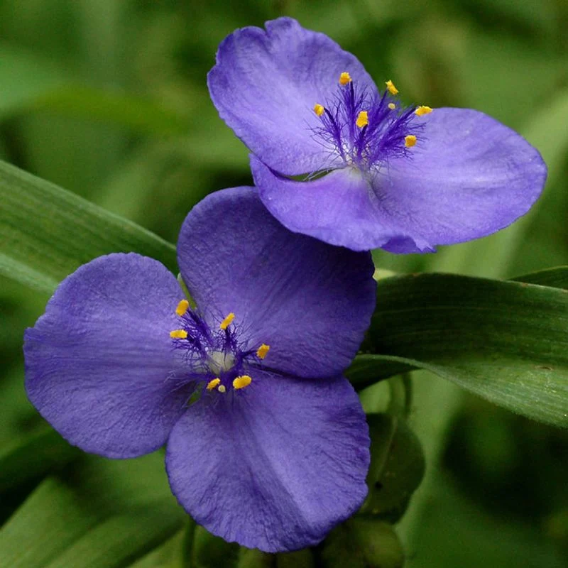 Spiderwort