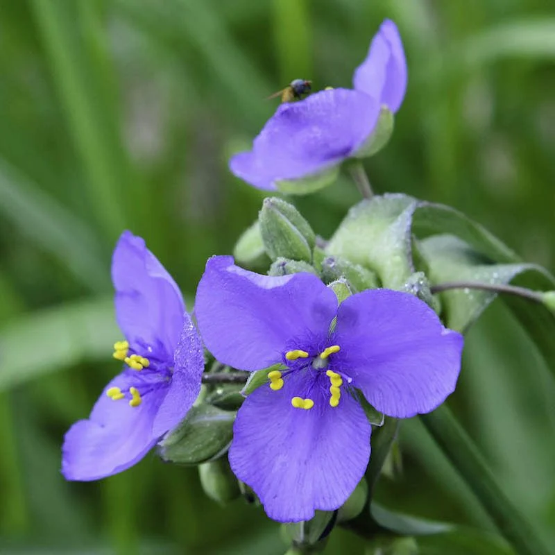 Spiderwort