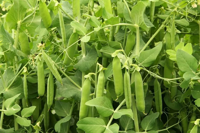 Peas