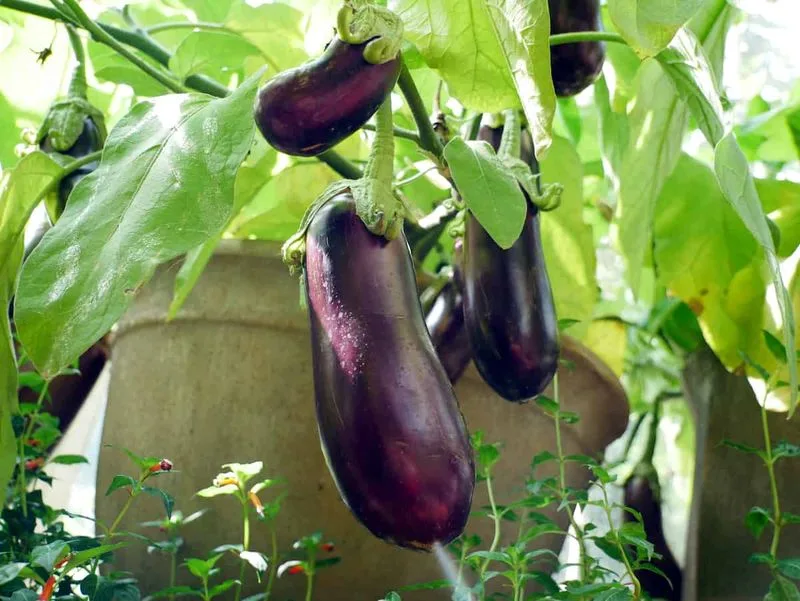 Eggplants