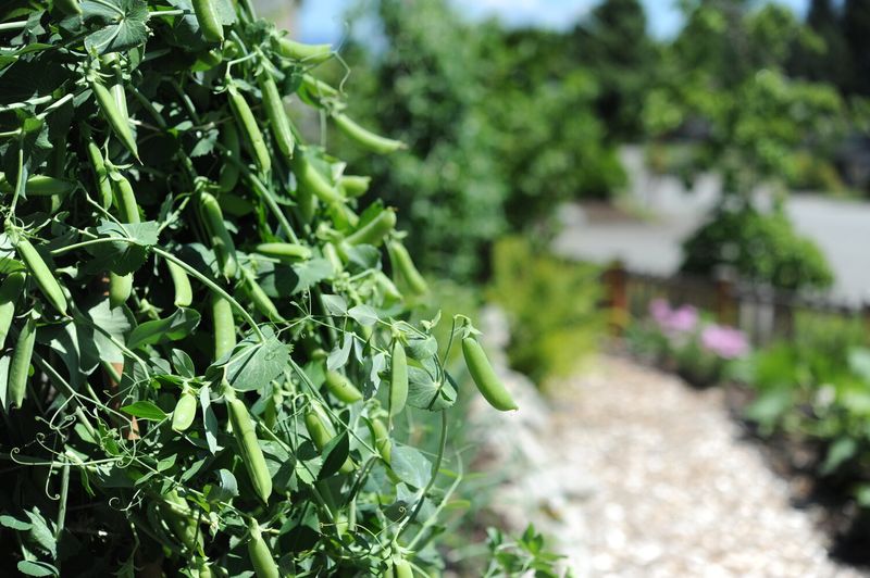 Peas
