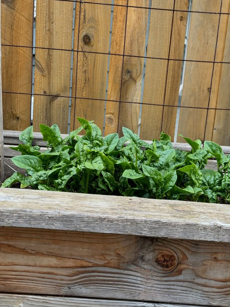 Spinach