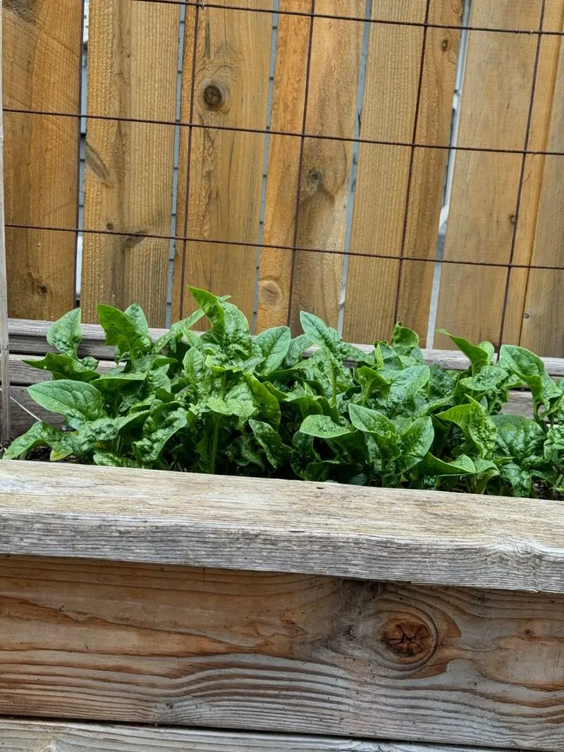 Spinach