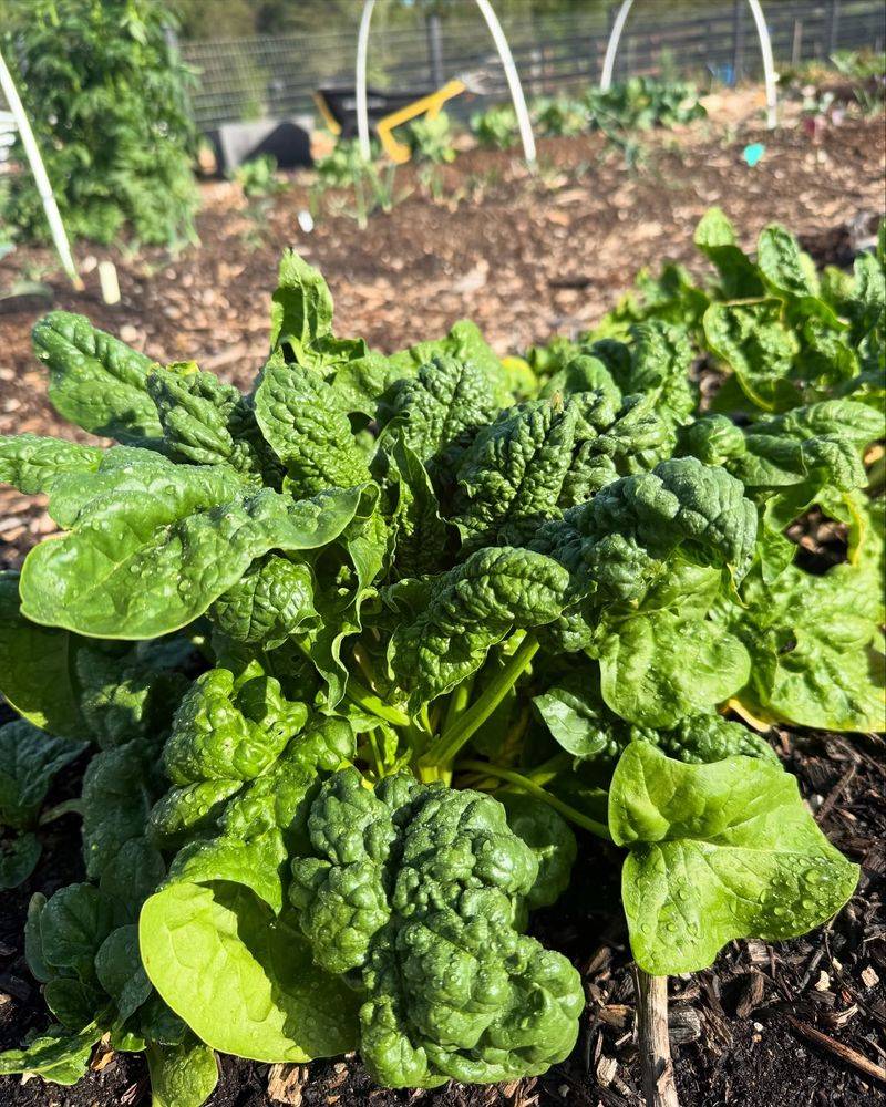 Spinach