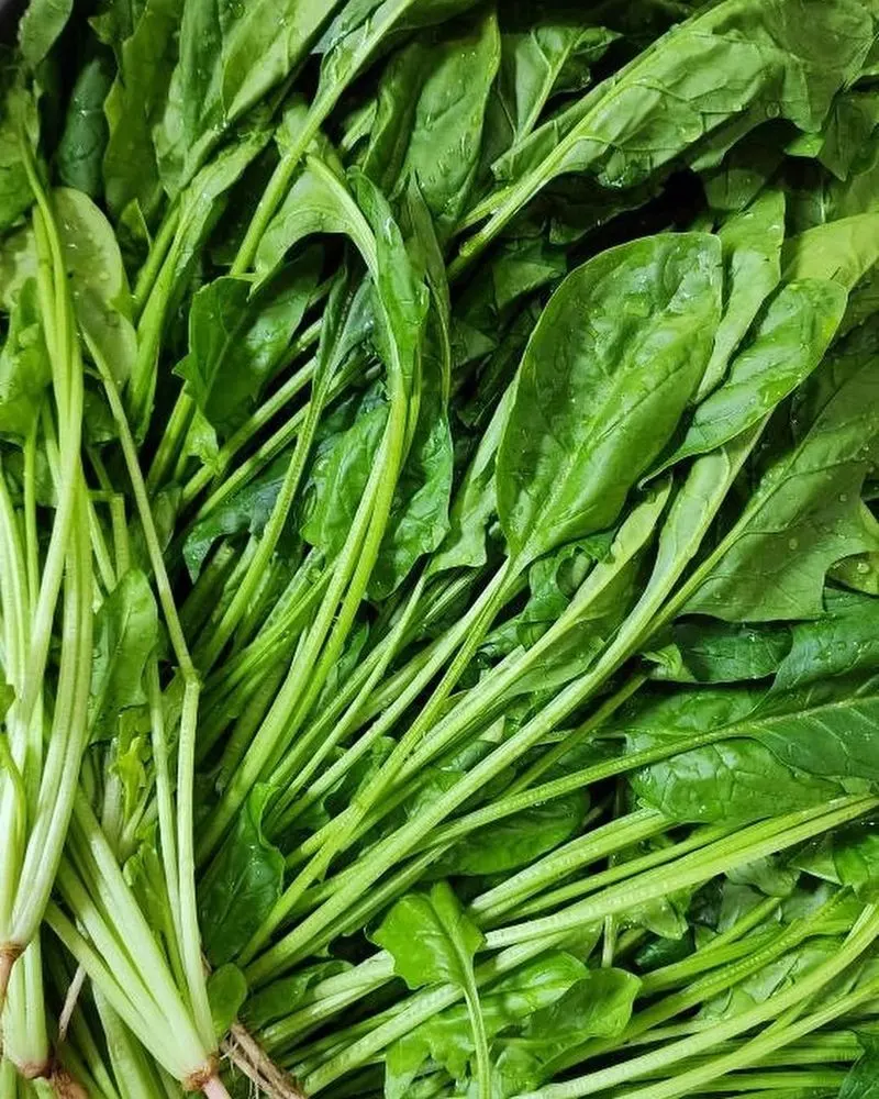 Spinach