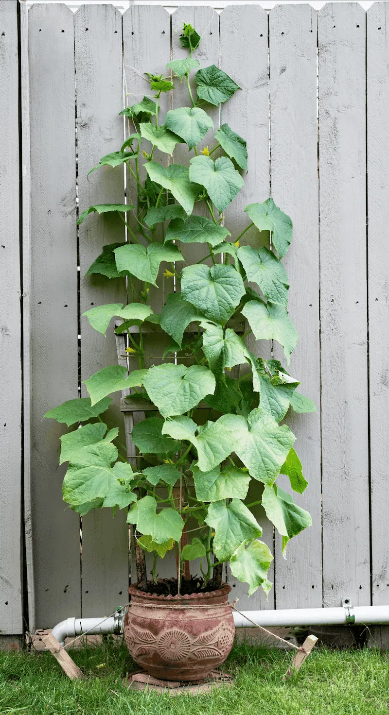 Cucumbers