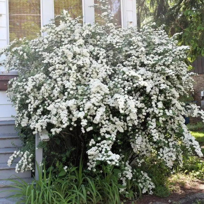 Spirea