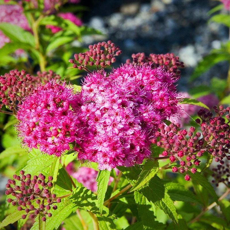 Spirea
