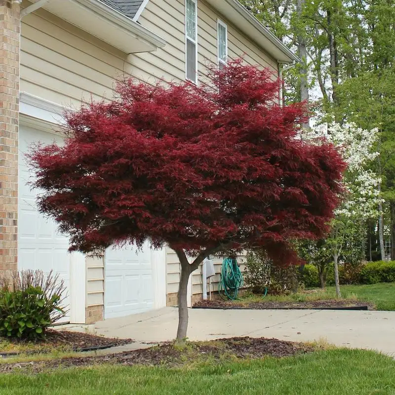Japanese Maple