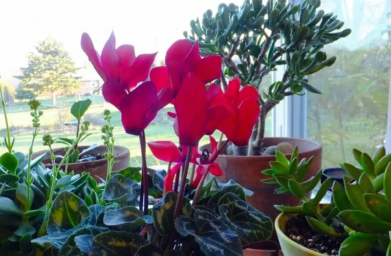 Winter Jasmine