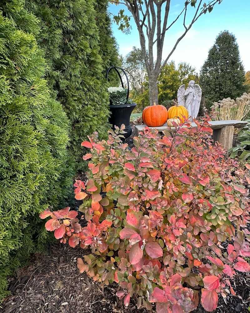 Spirea
