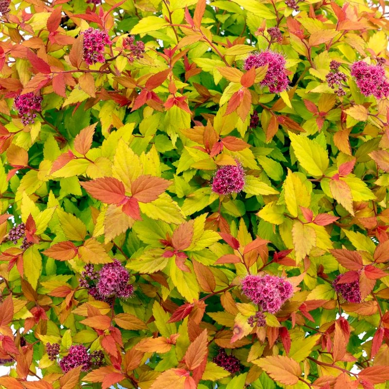 Spirea Japonica