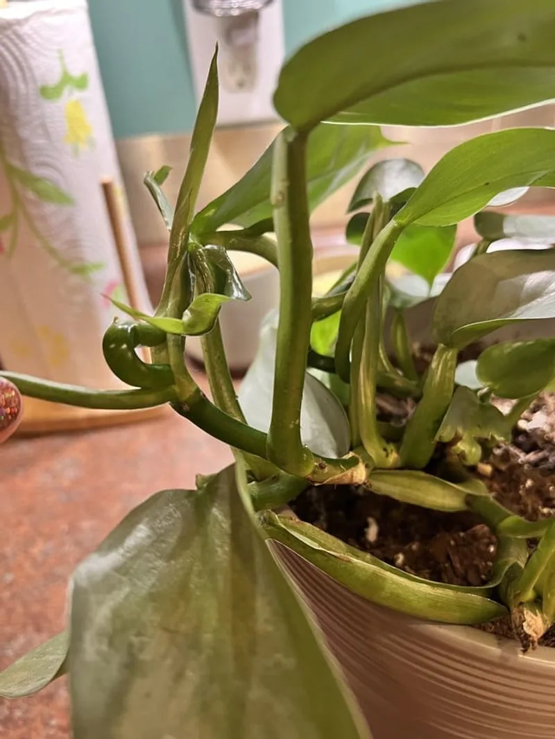 Splitting Stems