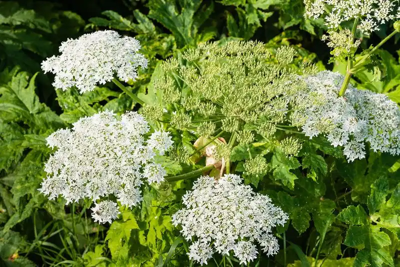Spotted Cow Parsnip
