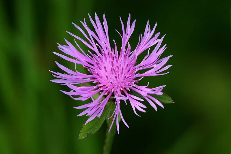 Spotted Knapweed
