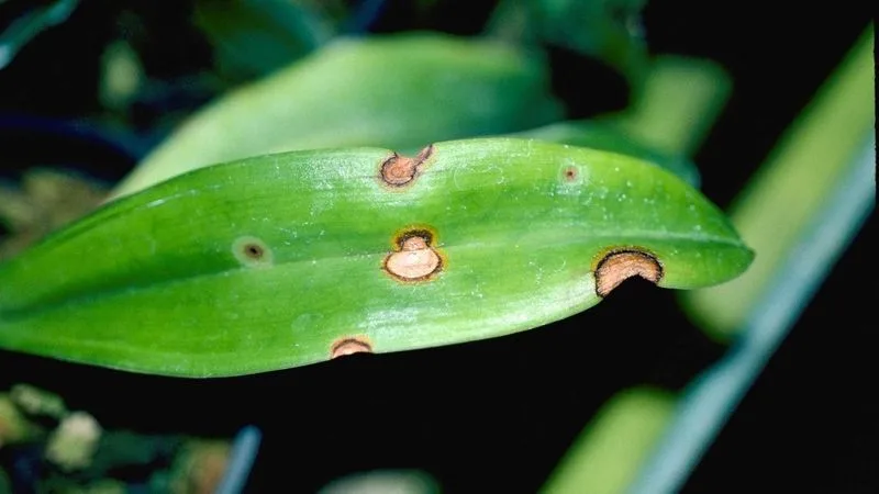 Spotted Leaves