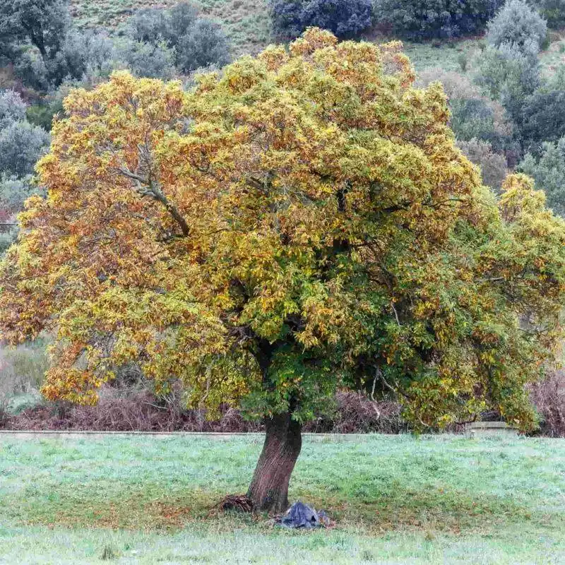 Chestnut Tree
