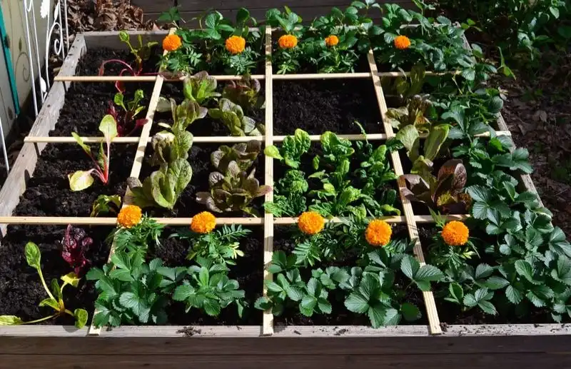 Square Foot Garden