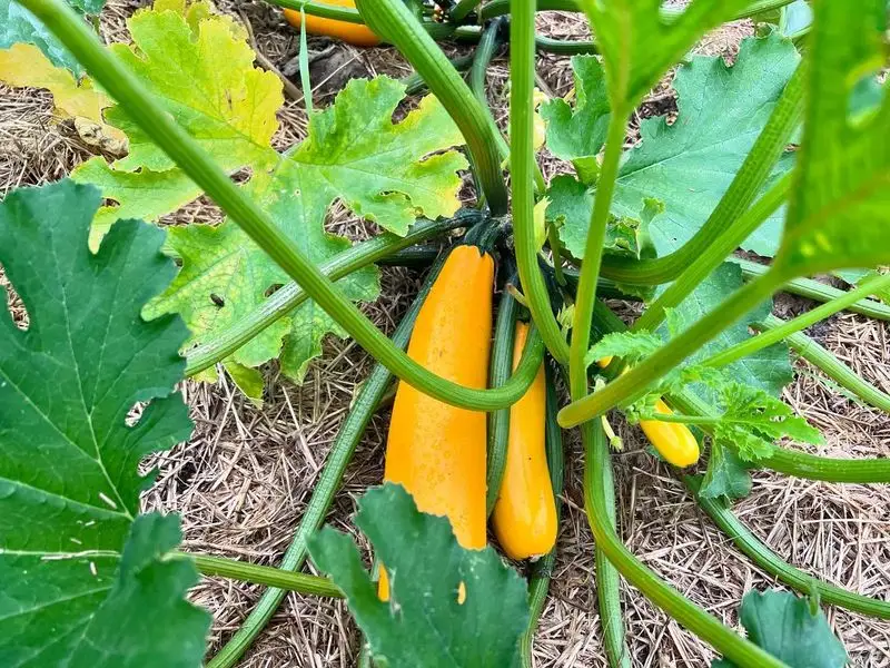 Squash