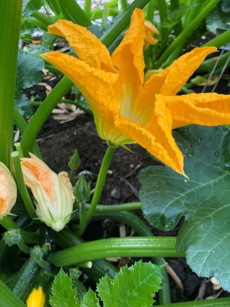 Squash Blossoms