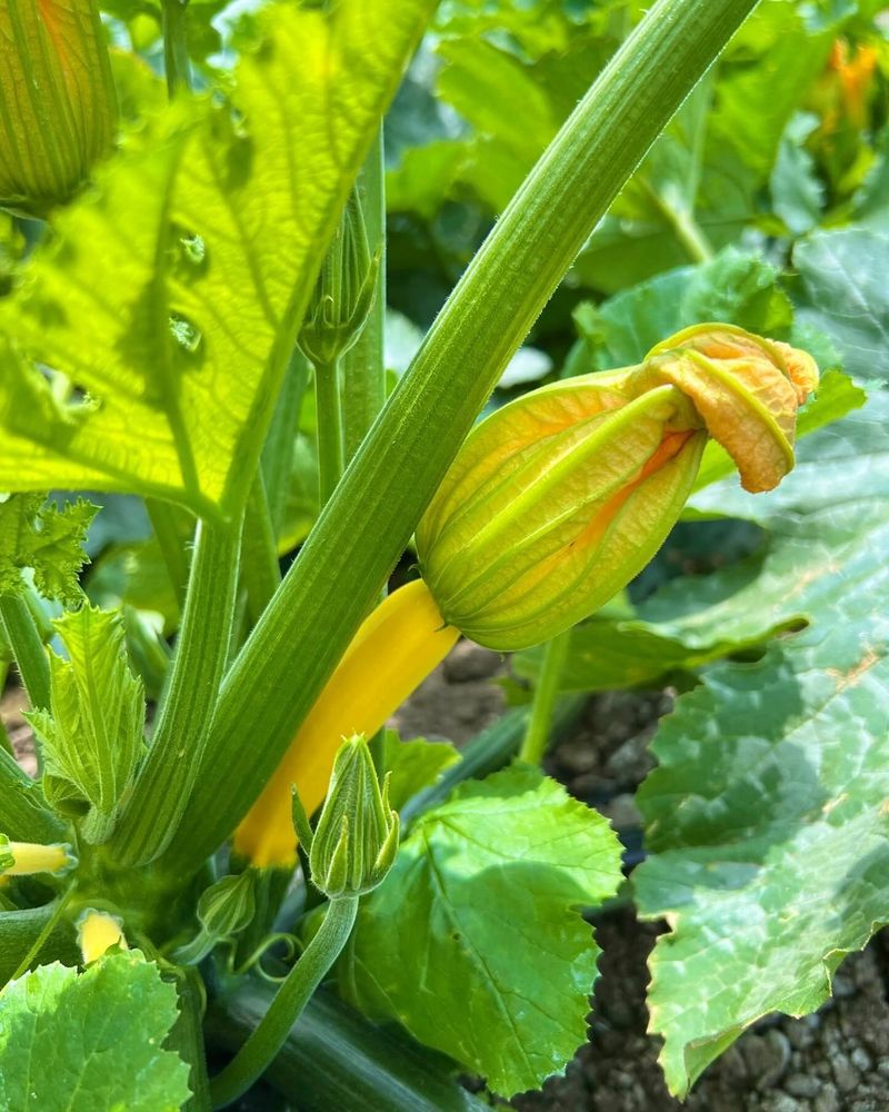 Squash Blossoms